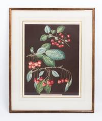 A Collection of Framed Botanical Prints Height of first pair 9 3/4 x width 7 3/4 inches.