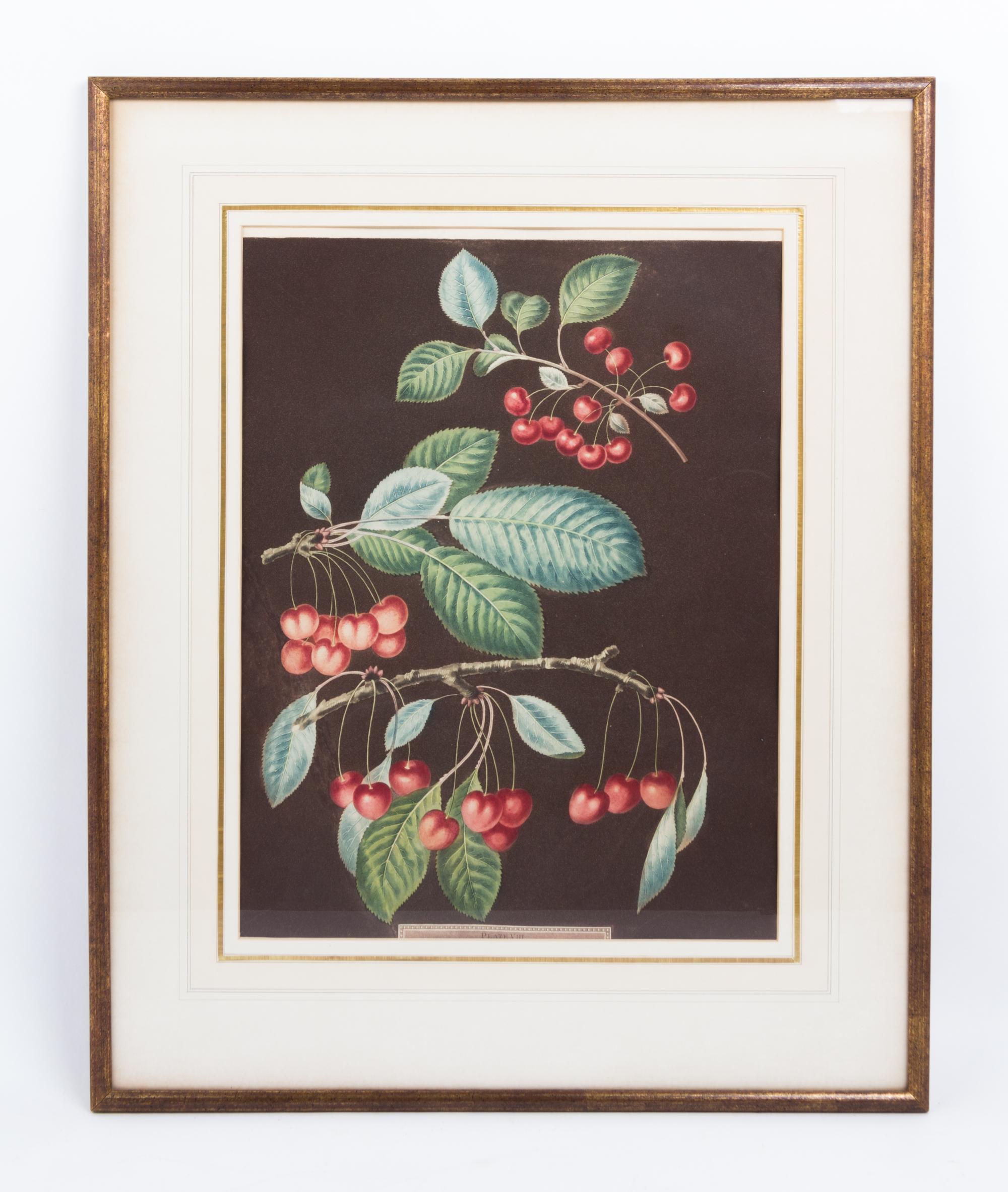 A Collection of Framed Botanical Prints Height of first pair 9 3/4 x width 7 3/4 inches.