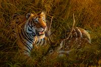 Heart of India