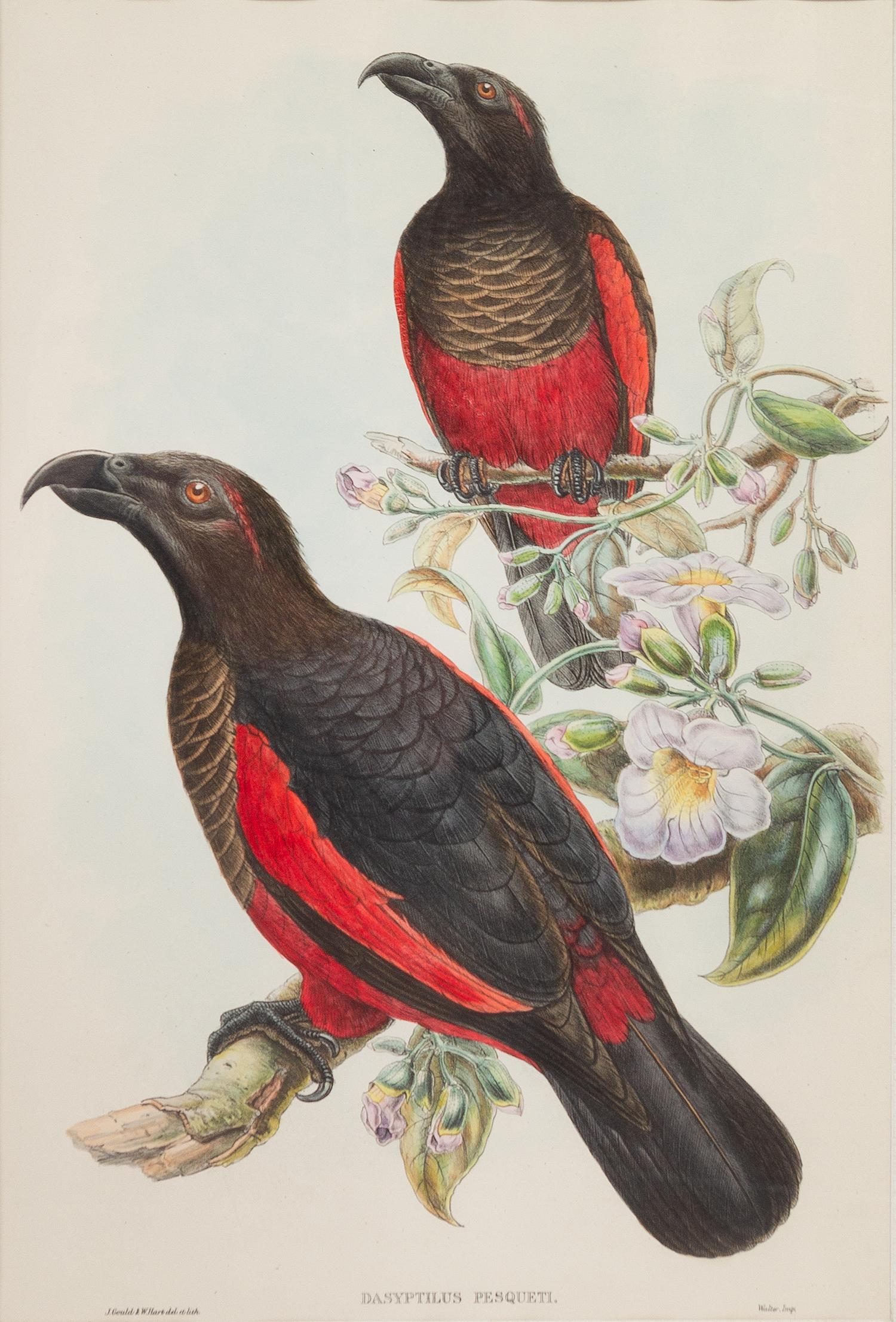 John Gould and Henry Constantine Richter (British, 19th Century)