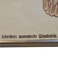 A Circulatory System Chart 22.5" W x .5" D x 63" H — Germany, 19th Century