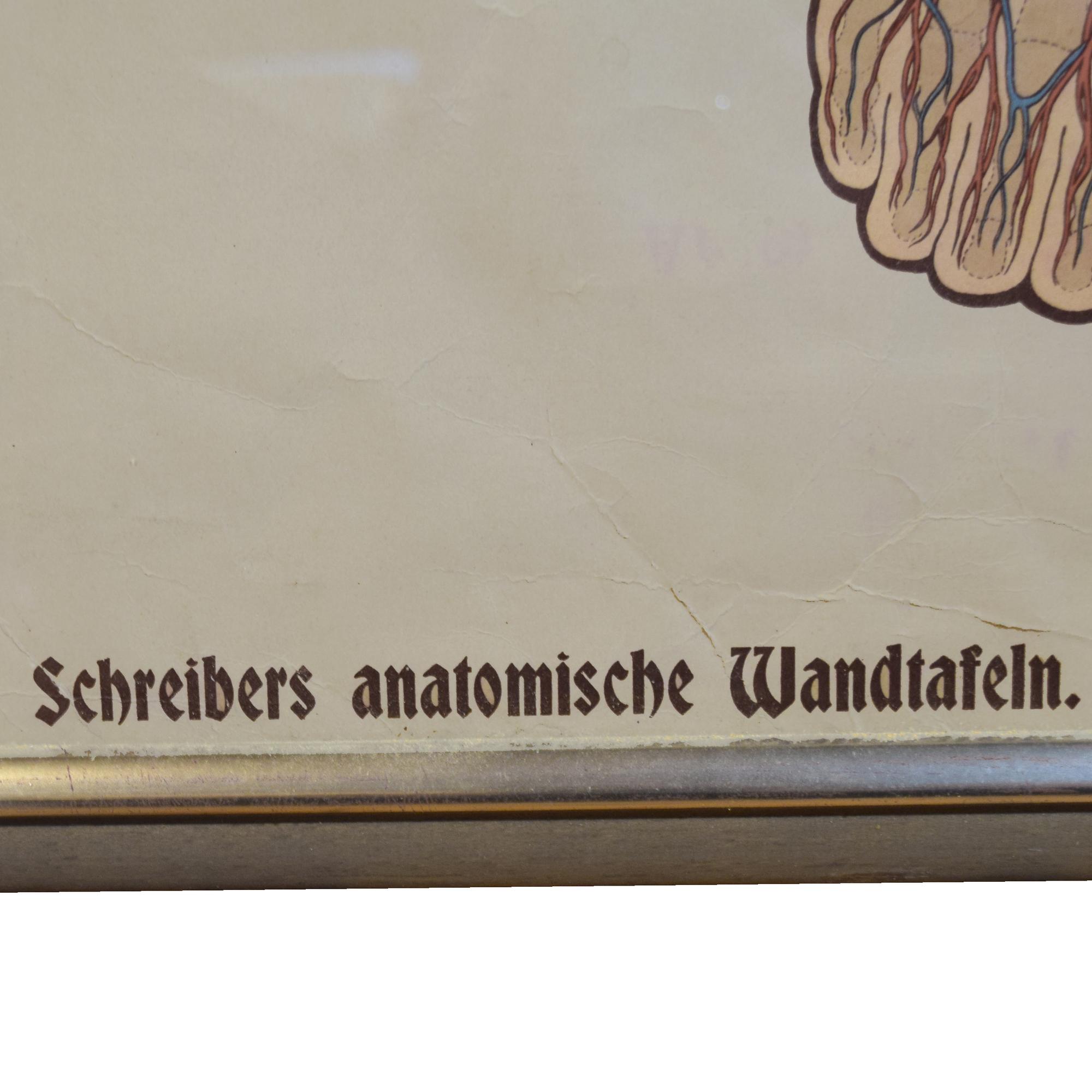 A Circulatory System Chart 22.5" W x .5" D x 63" H — Germany, 19th Century