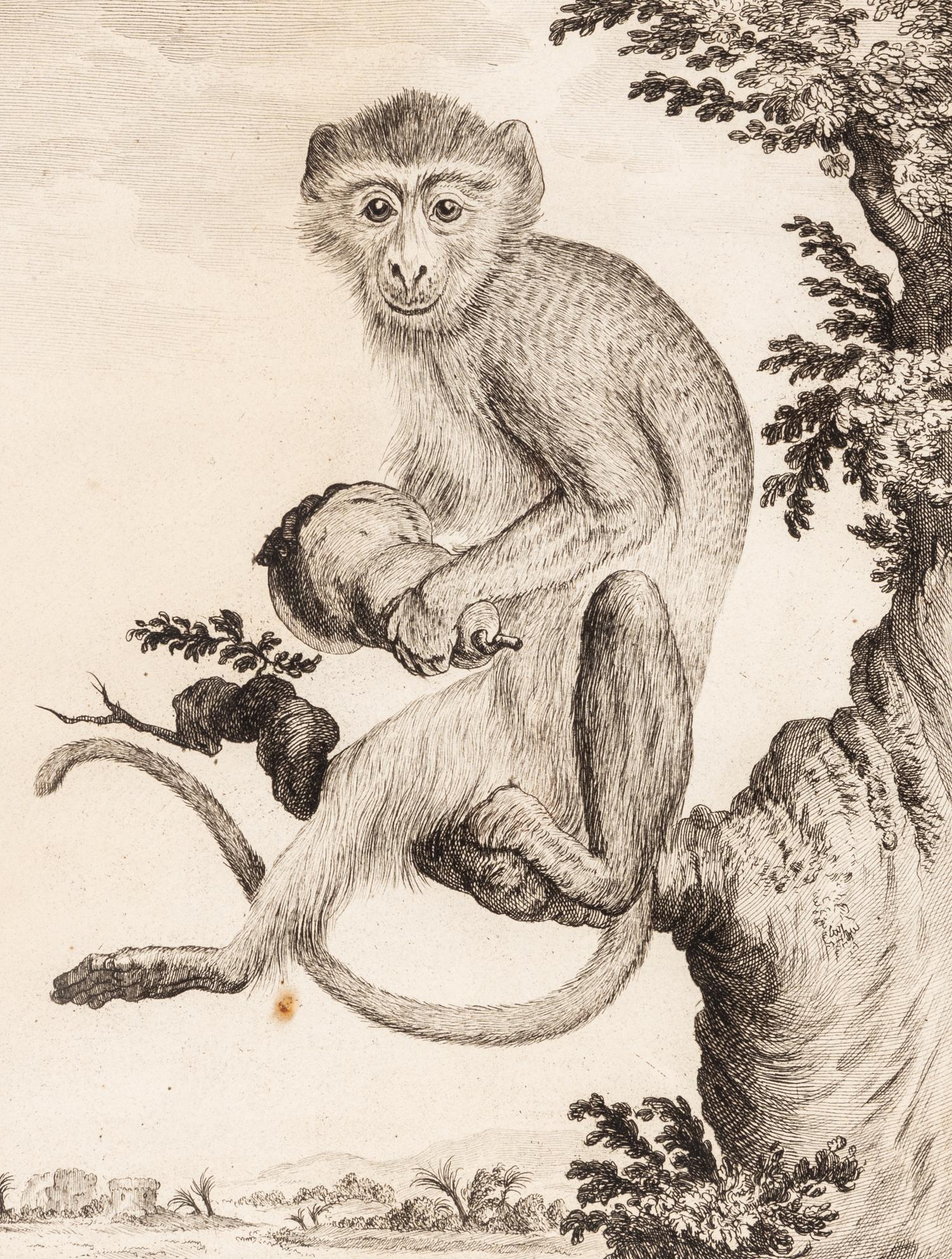 A Collection of Twelve Georges-Louis Leclerc Monkey Engravings from Histoire Naturelle