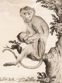 A Collection of Twelve Georges-Louis Leclerc Monkey Engravings from Histoire Naturelle