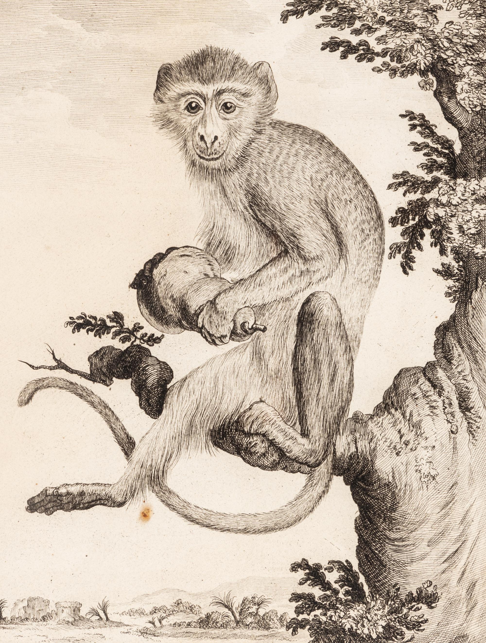 A Collection of Twelve Georges-Louis Leclerc Monkey Engravings from Histoire Naturelle