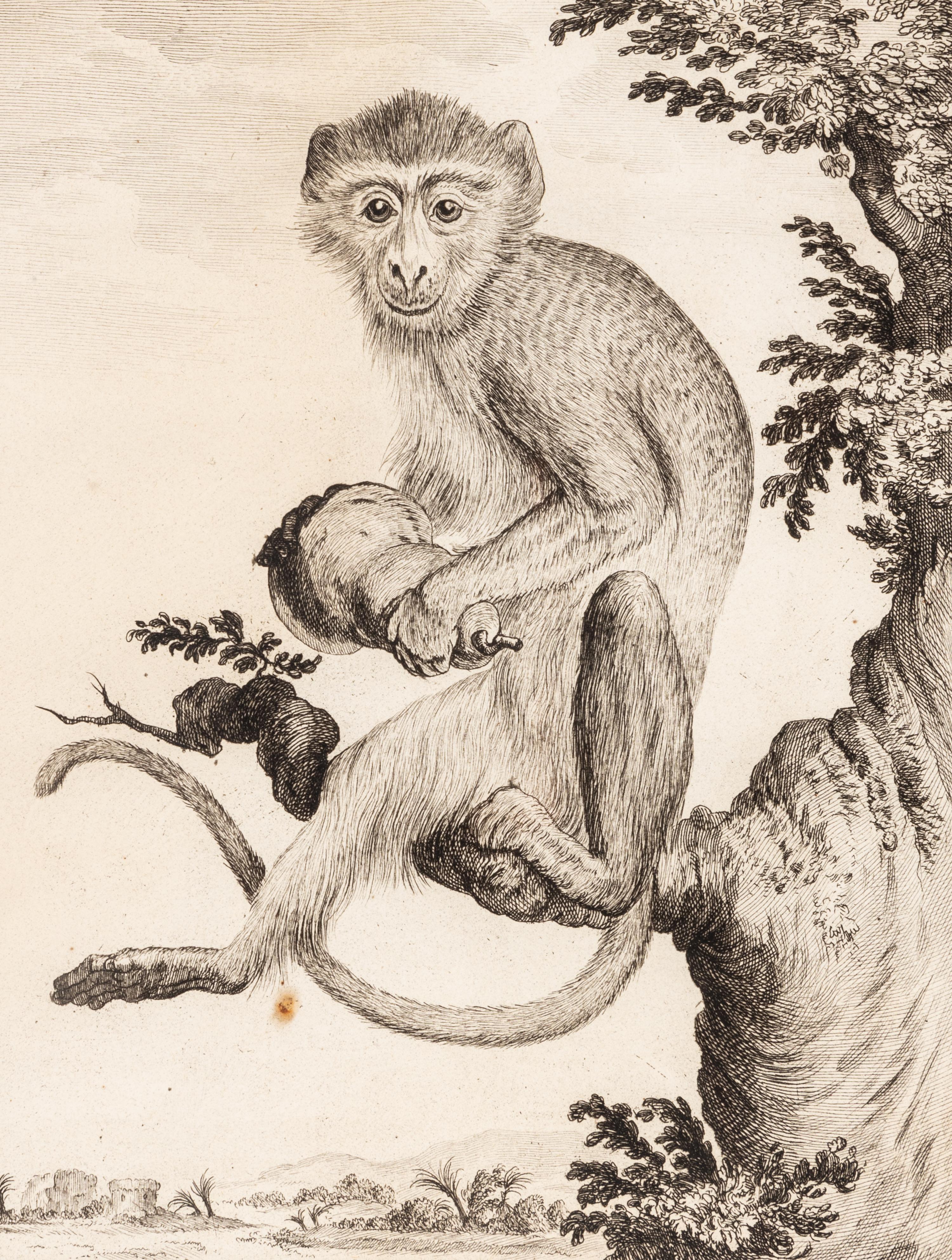 A Collection of Twelve Georges-Louis Leclerc Monkey Engravings from Histoire Naturelle