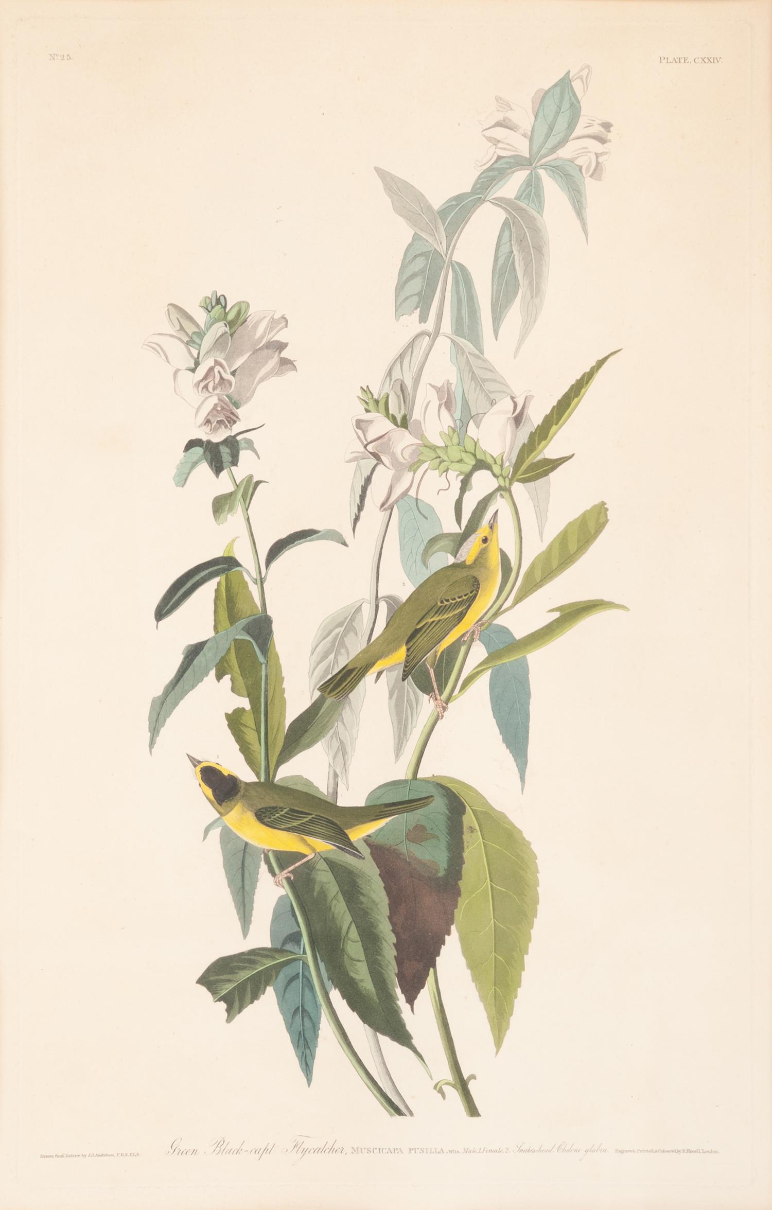 AUDUBON, John James (1785-1851).