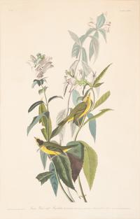 AUDUBON, John James (1785-1851).