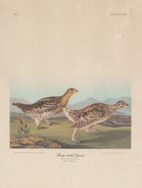 Seven Framed Bird Engravings