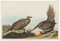 AUDUBON, John James (1785-1851)