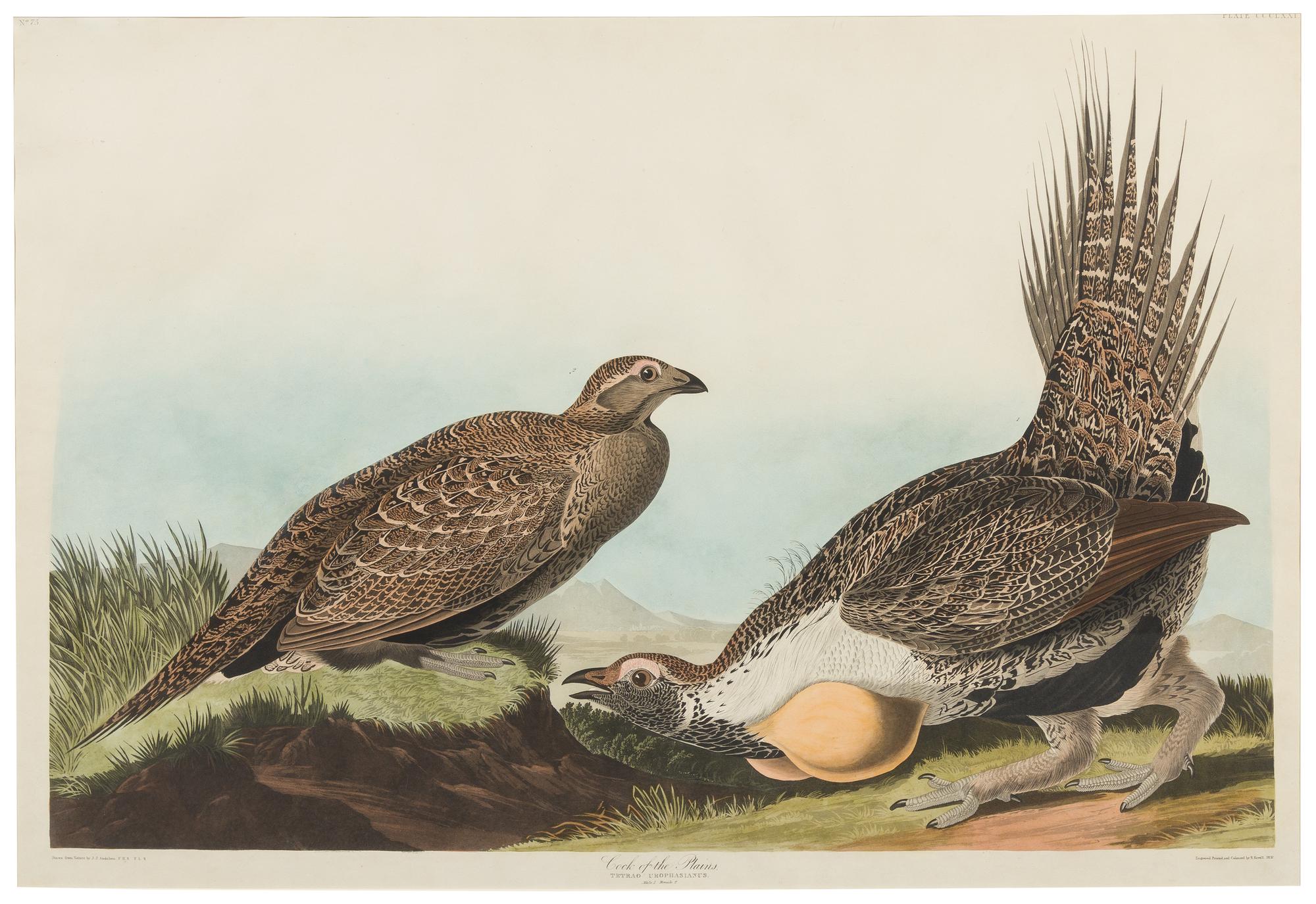 AUDUBON, John James (1785-1851)