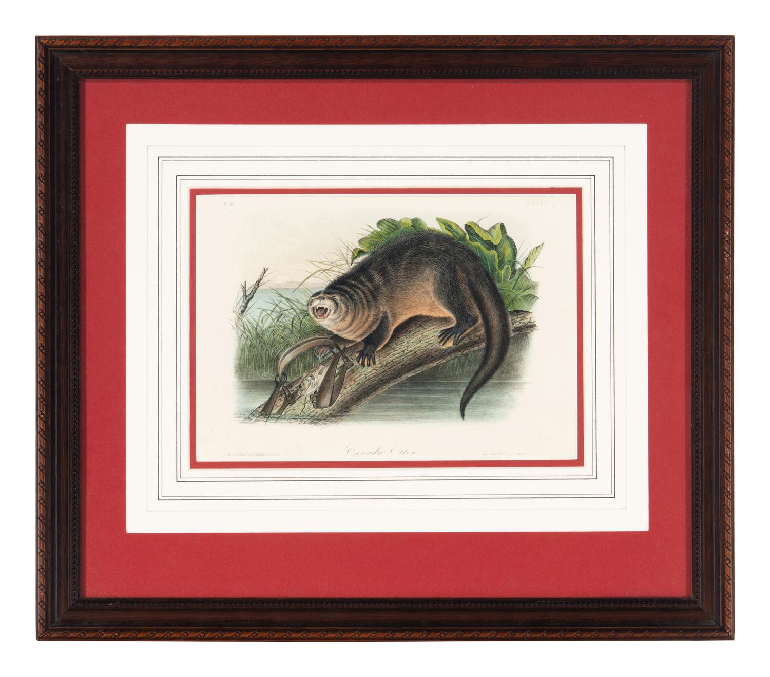 [Prints] Audubon, John James Group of 6 Lithographs from the Quadrupeds of America