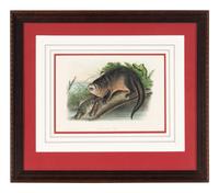 [Prints] Audubon, John James Group of 6 Lithographs from the Quadrupeds of America