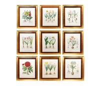 A Set of Nine Hand-Colored Botanicals After Basilius Besler — (German, 1561–1629)