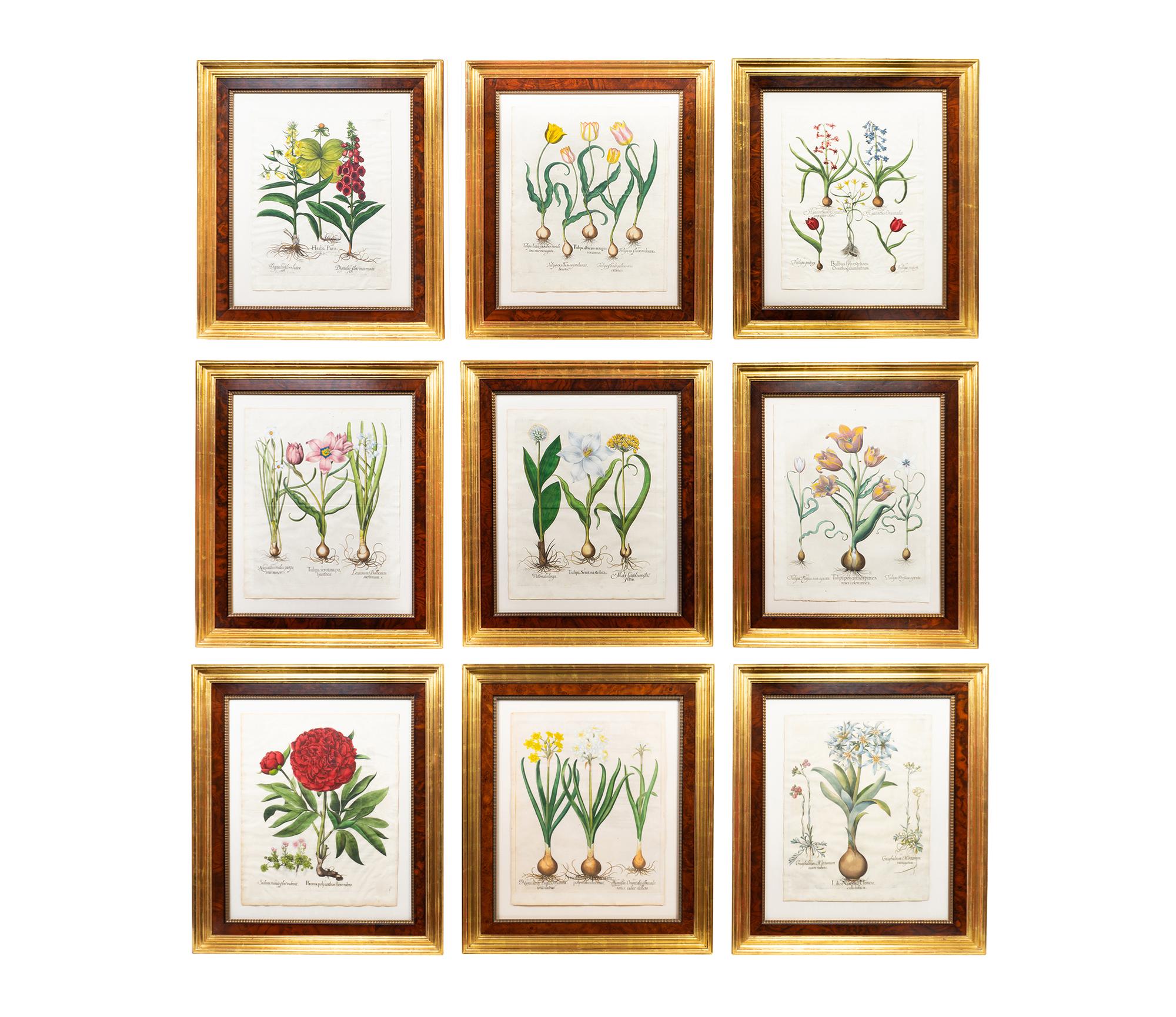 A Set of Nine Hand-Colored Botanicals After Basilius Besler — (German, 1561–1629)