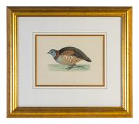 A Group of Twelve Framed Ornithological Prints