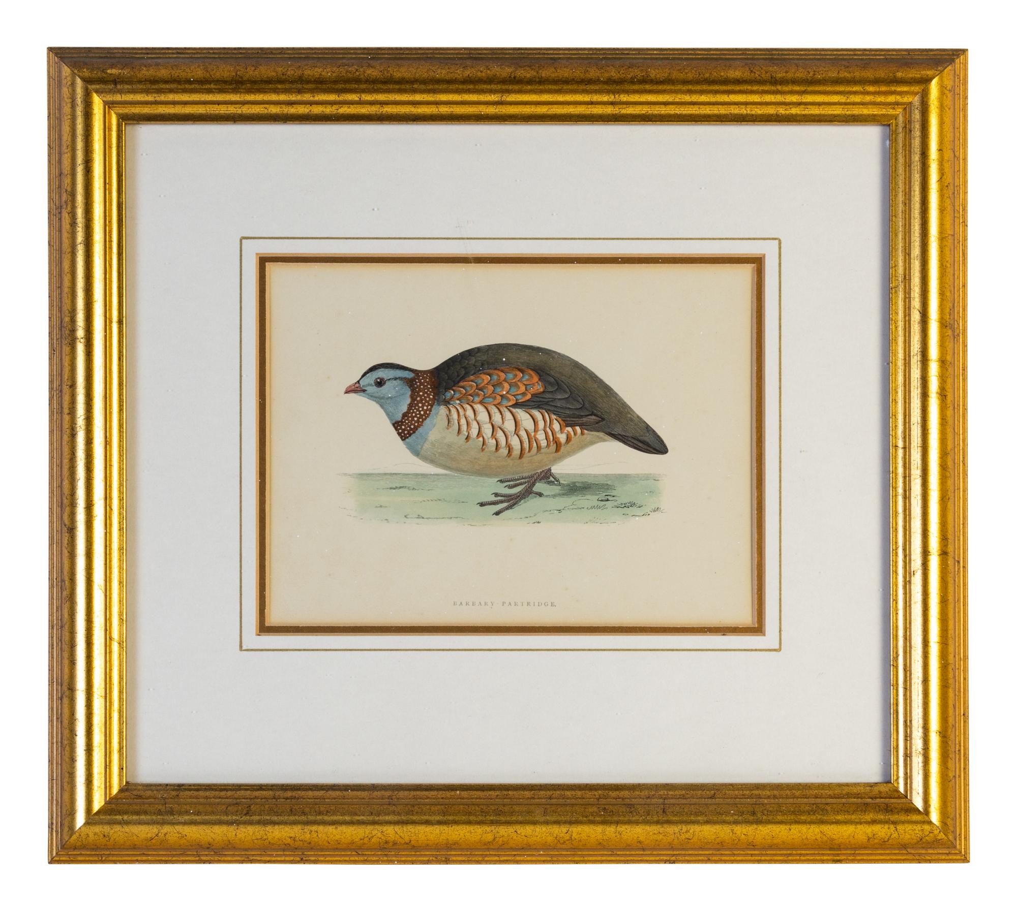 A Group of Twelve Framed Ornithological Prints