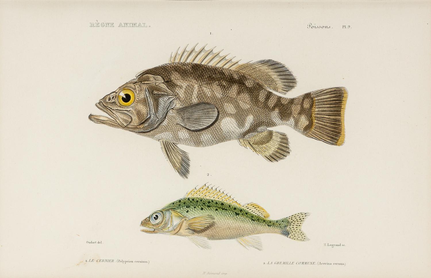 A Set of Eight Hand-Colored Fish Engravings