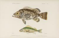 A Set of Eight Hand-Colored Fish Engravings