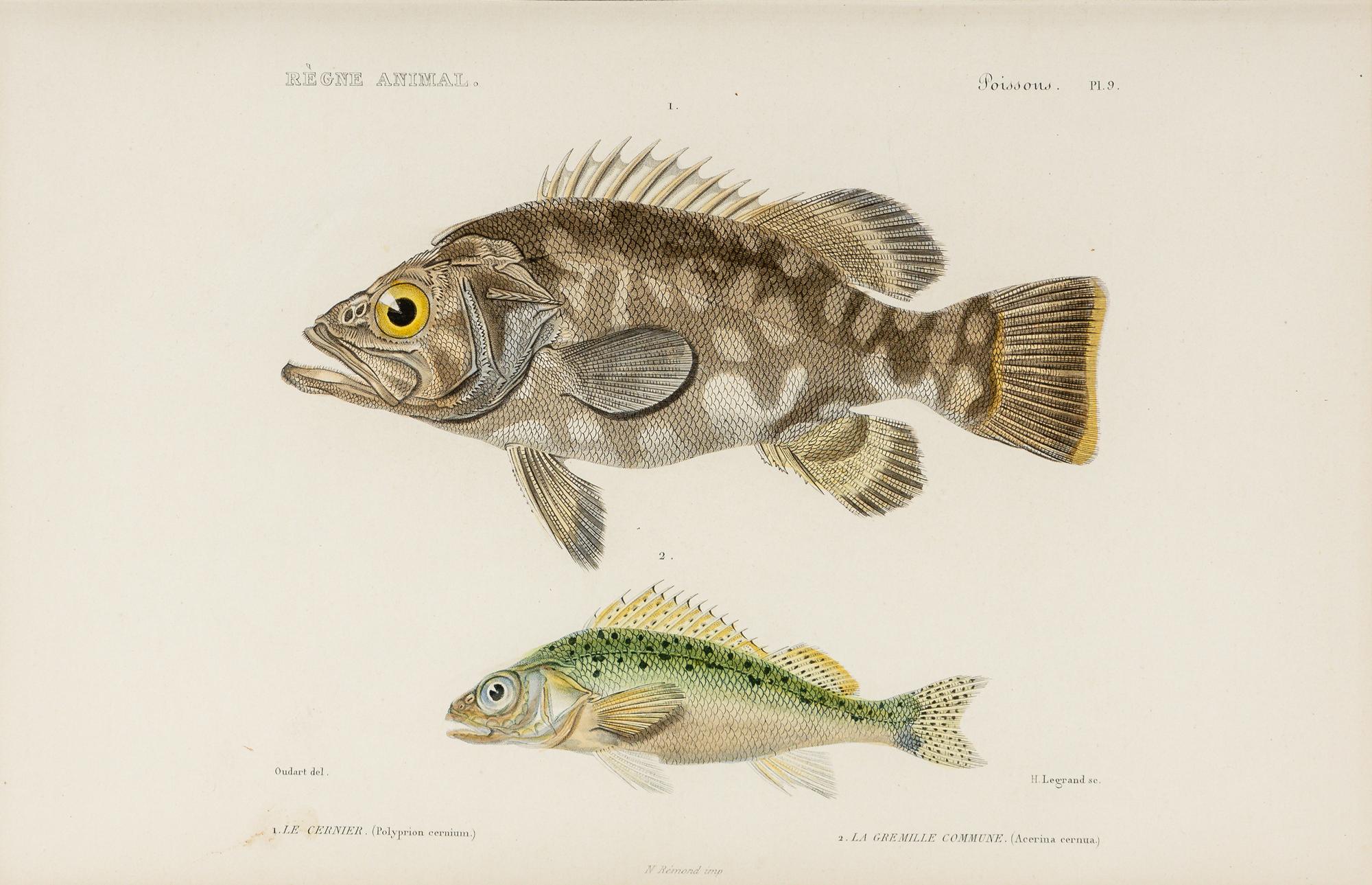 A Set of Eight Hand-Colored Fish Engravings