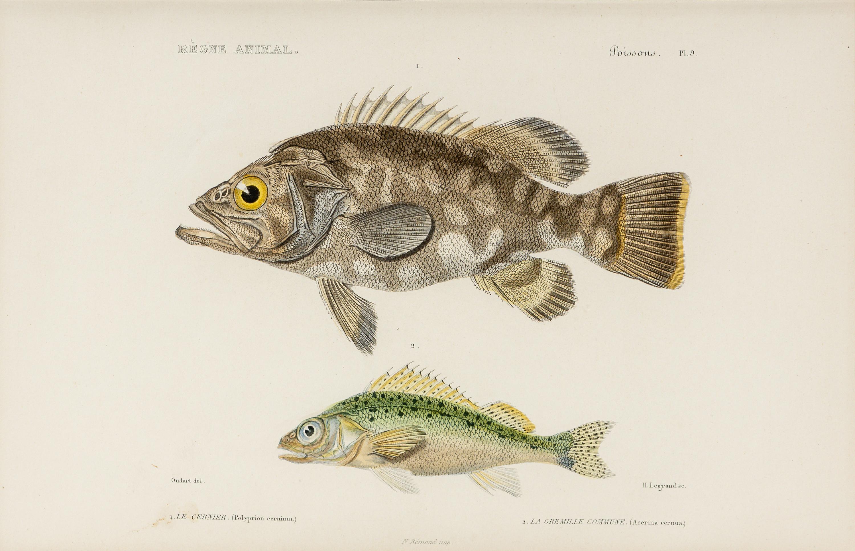 A Set of Eight Hand-Colored Fish Engravings