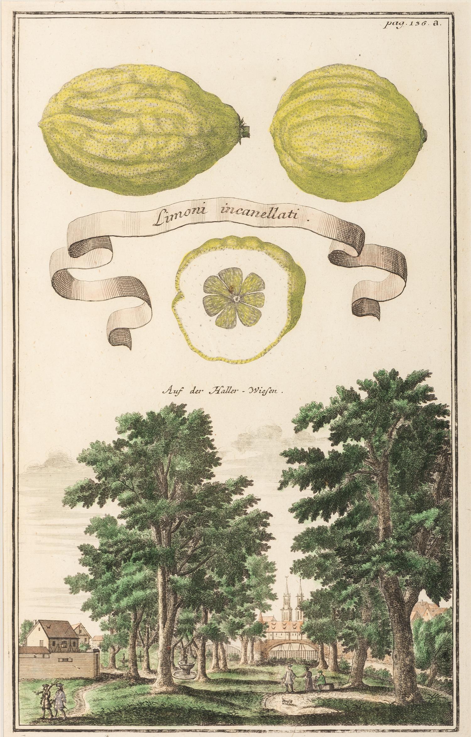 Six Hand-Colored Citrus Fruit Engravings