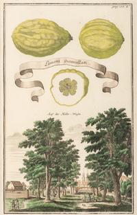 Six Hand-Colored Citrus Fruit Engravings