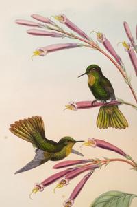 John Gould (British, 1804-1881)
