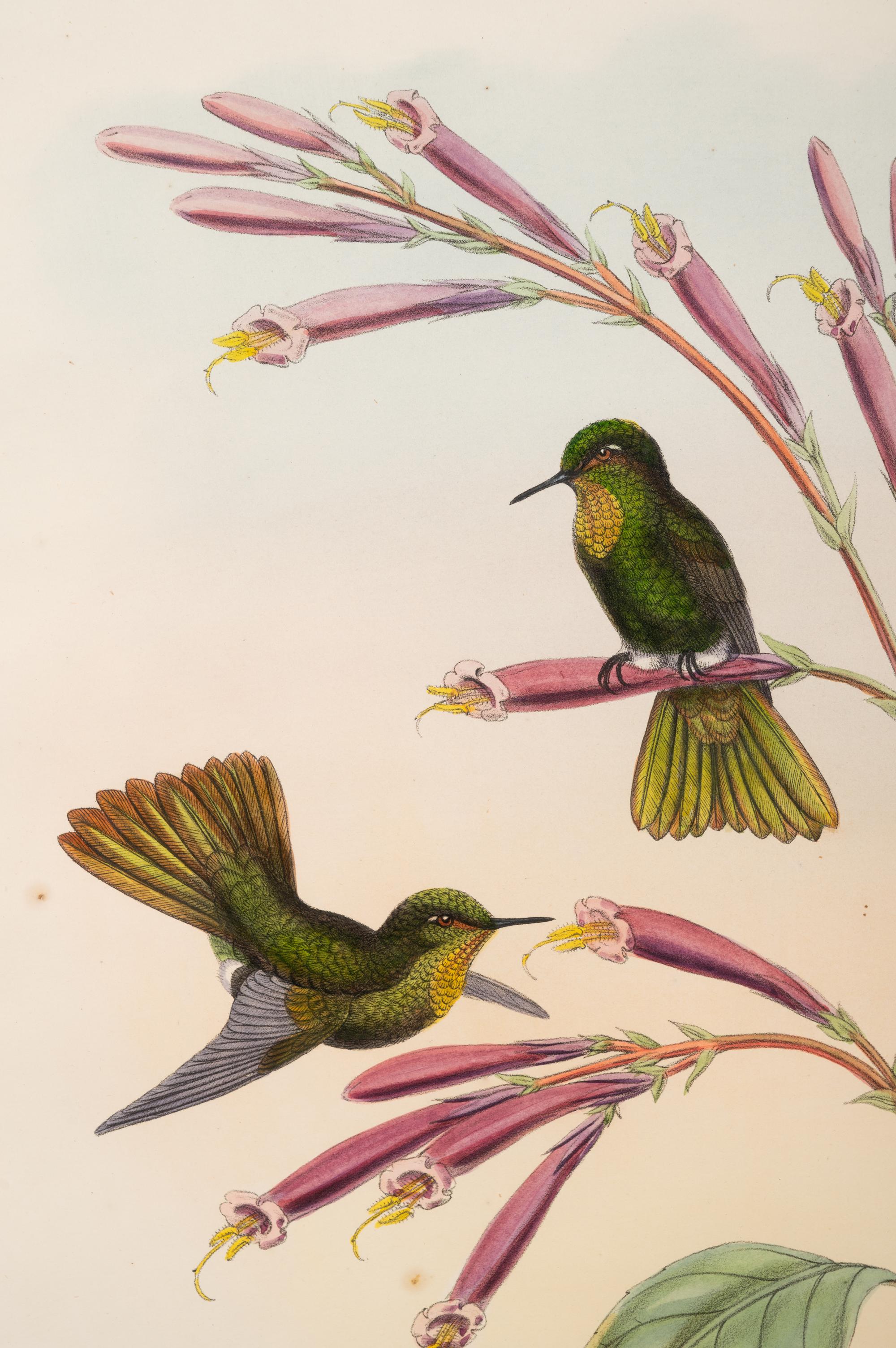 John Gould (British, 1804-1881)
