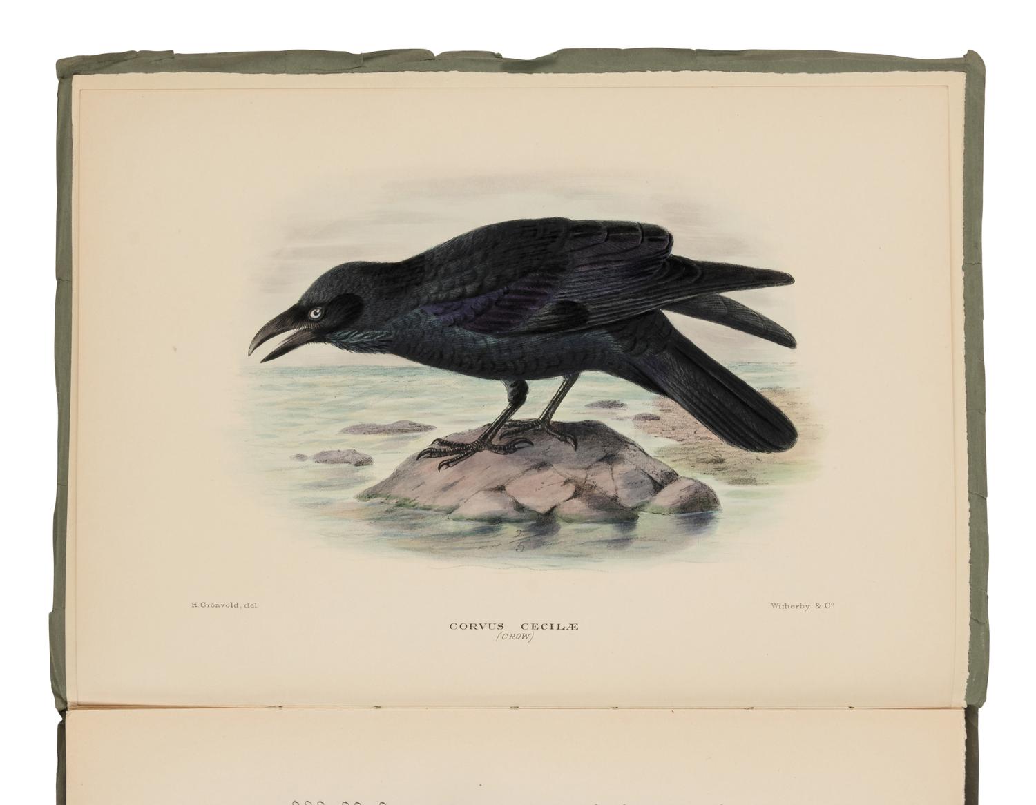 [NATURAL HISTORY]. MATHEWS, Gregory Macalister (1870-1949). The Birds of Australia . London: Witherby, 1915-1925.