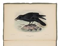 [NATURAL HISTORY]. MATHEWS, Gregory Macalister (1870-1949). The Birds of Australia . London: Witherby, 1915-1925.
