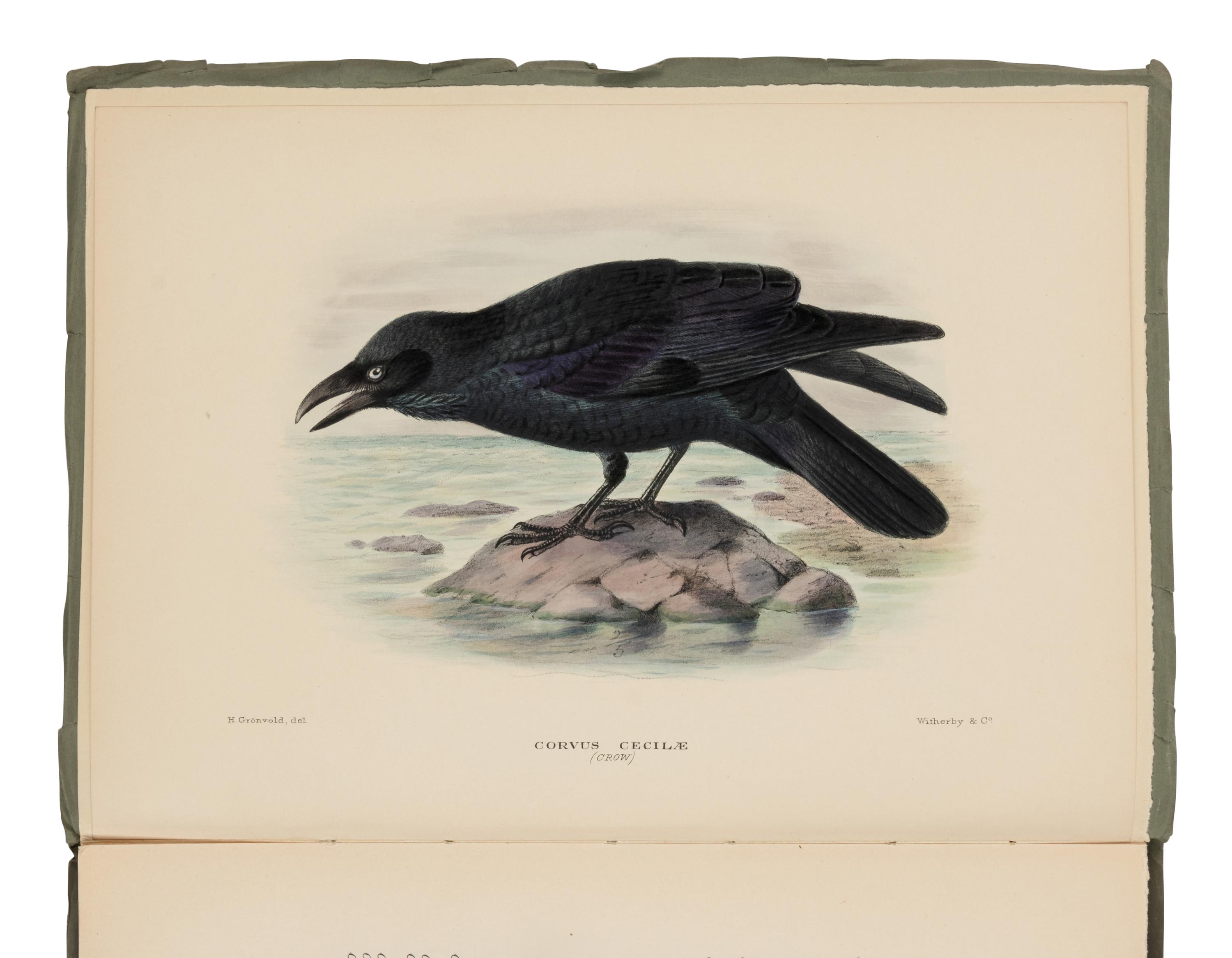 [NATURAL HISTORY]. MATHEWS, Gregory Macalister (1870-1949). The Birds of Australia . London: Witherby, 1915-1925.