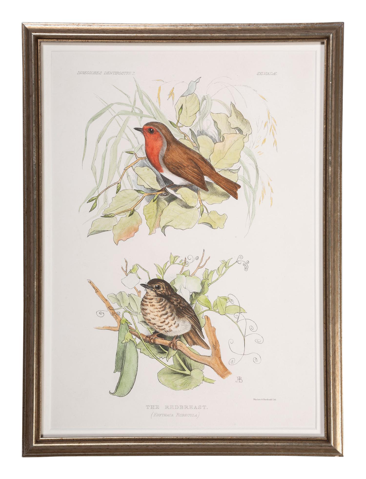 Eight Framed Avian Prints