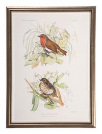 Eight Framed Avian Prints