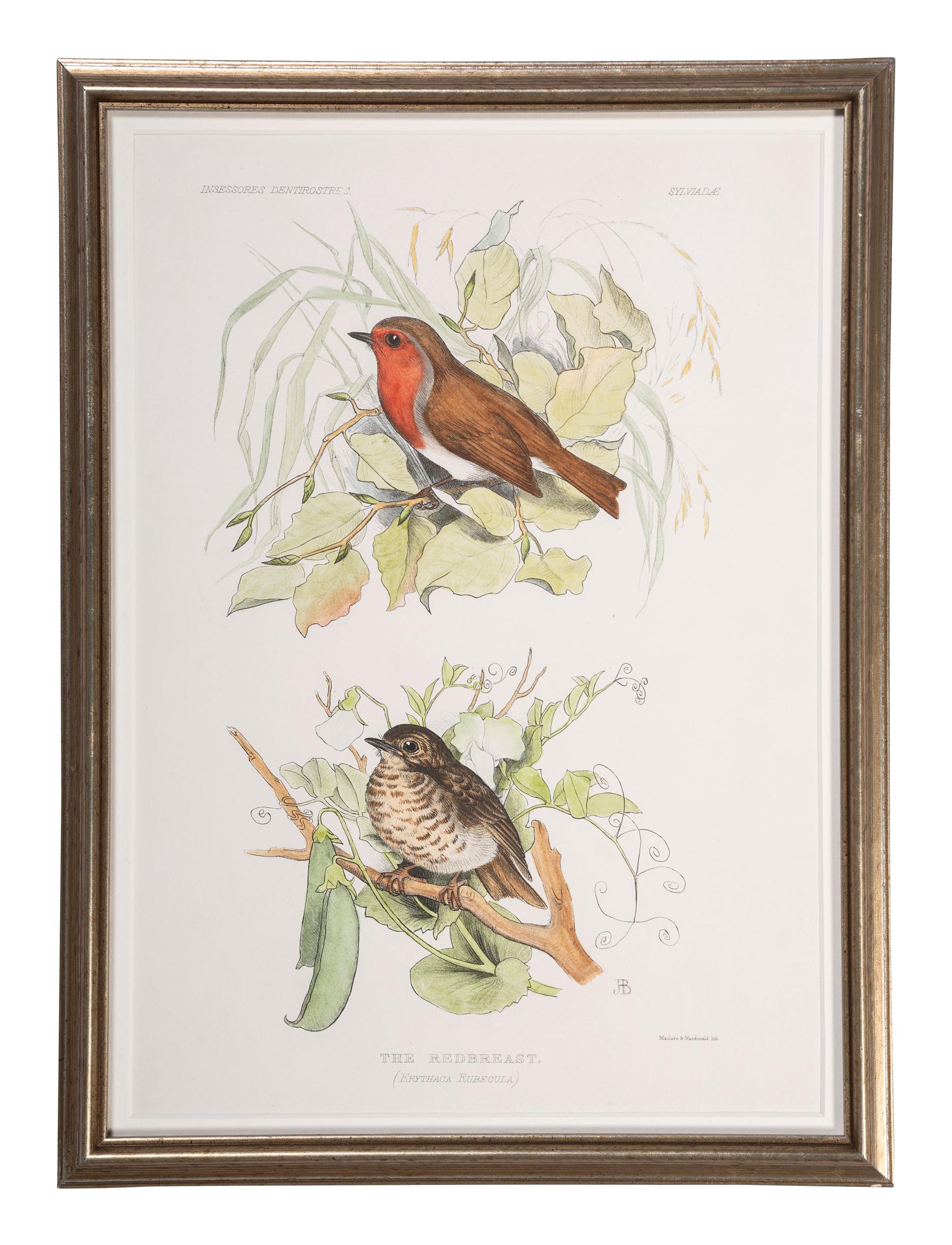 Eight Framed Avian Prints