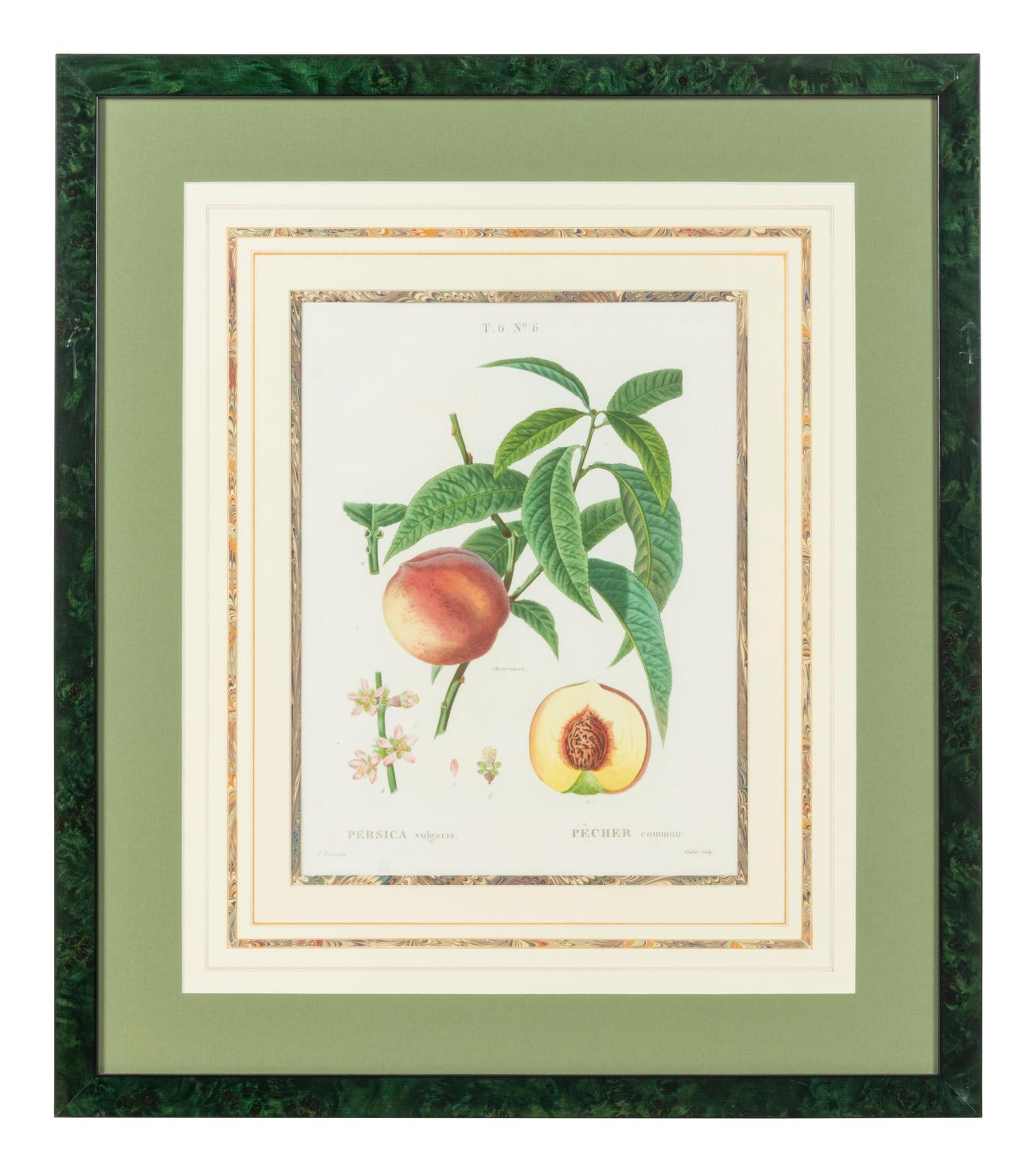 Six French Botanical Prints