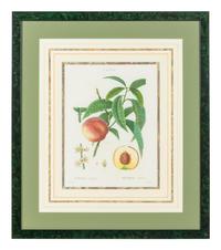Six French Botanical Prints