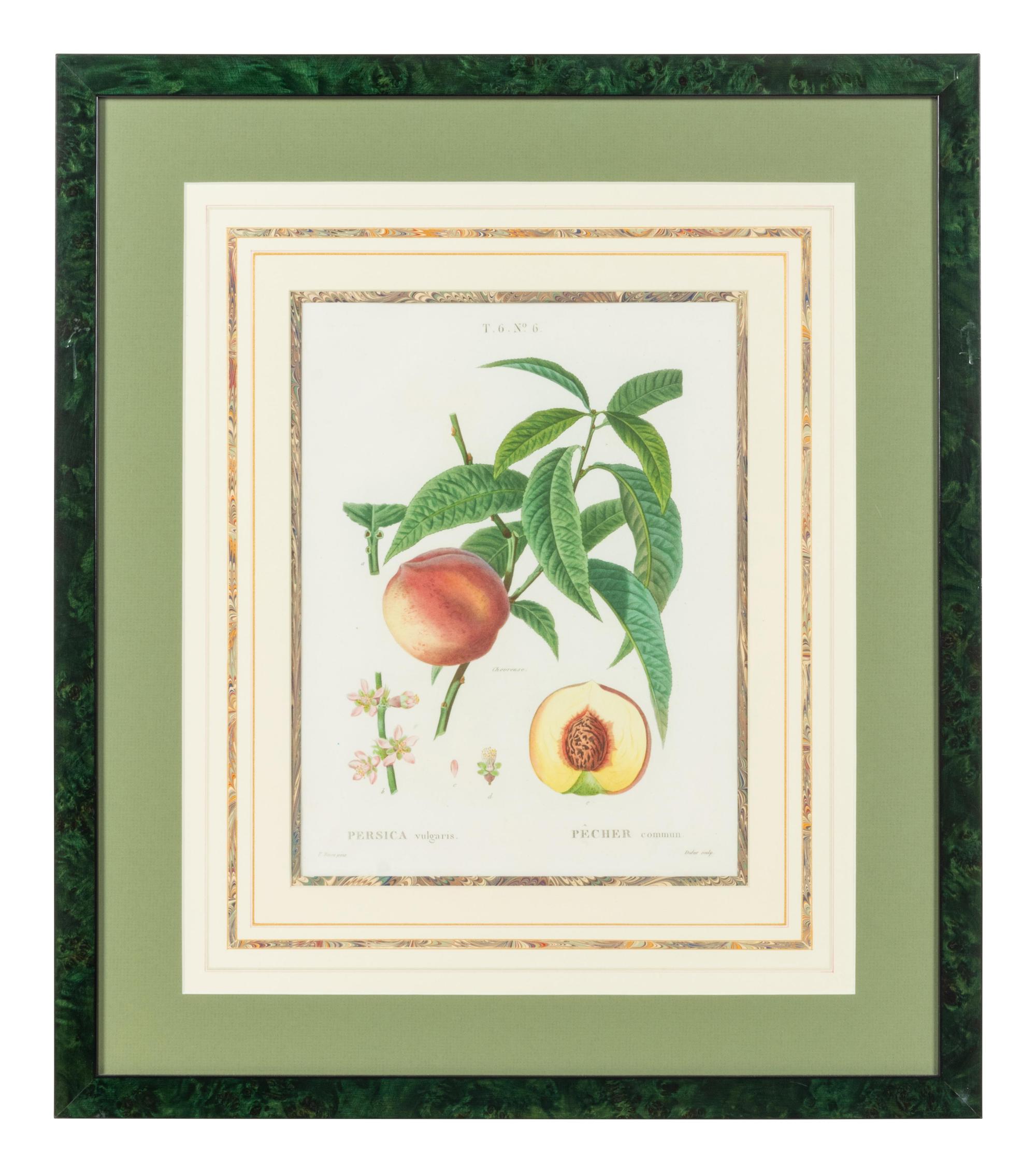 Six French Botanical Prints