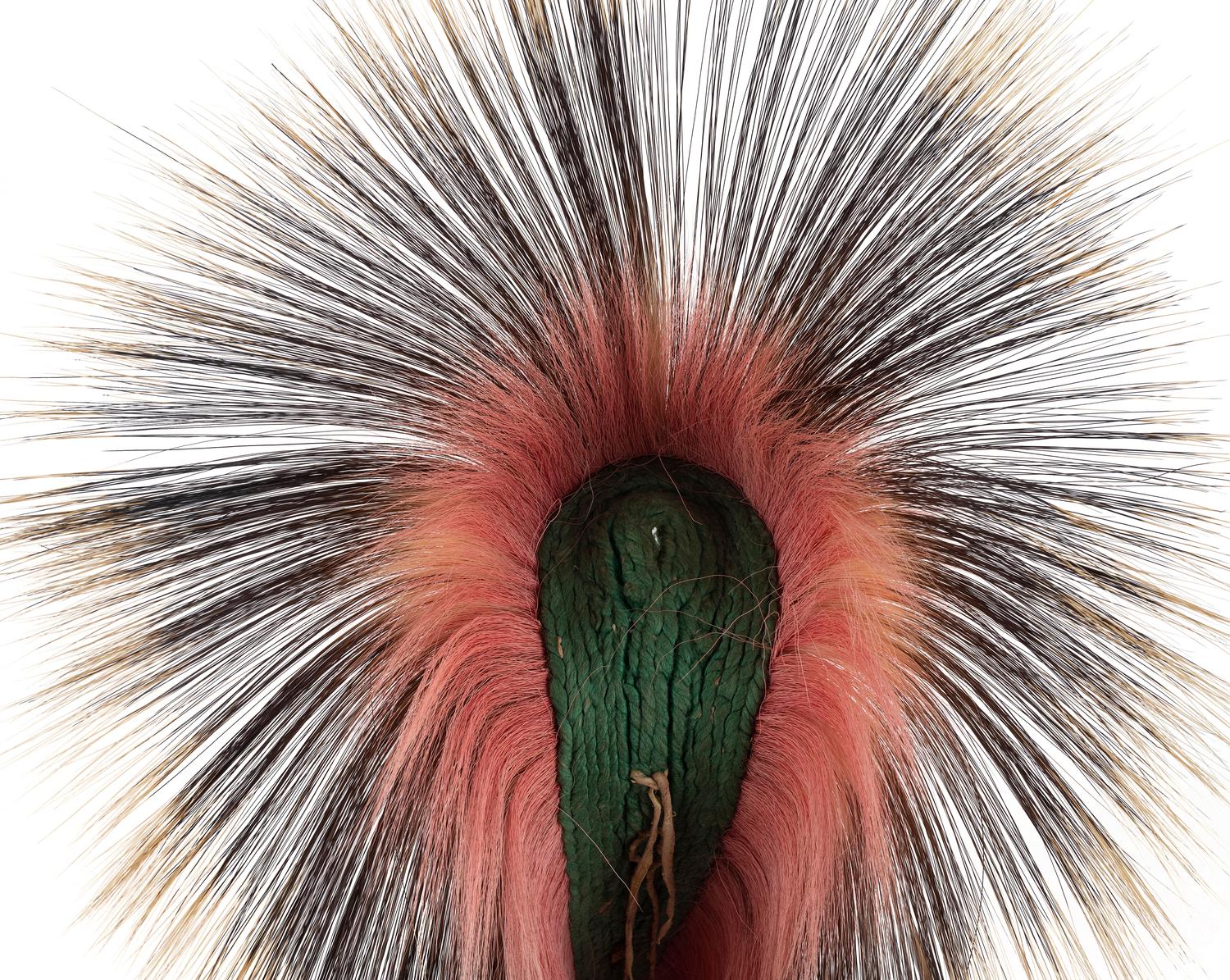 Plains Hair Roach