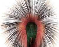 Plains Hair Roach