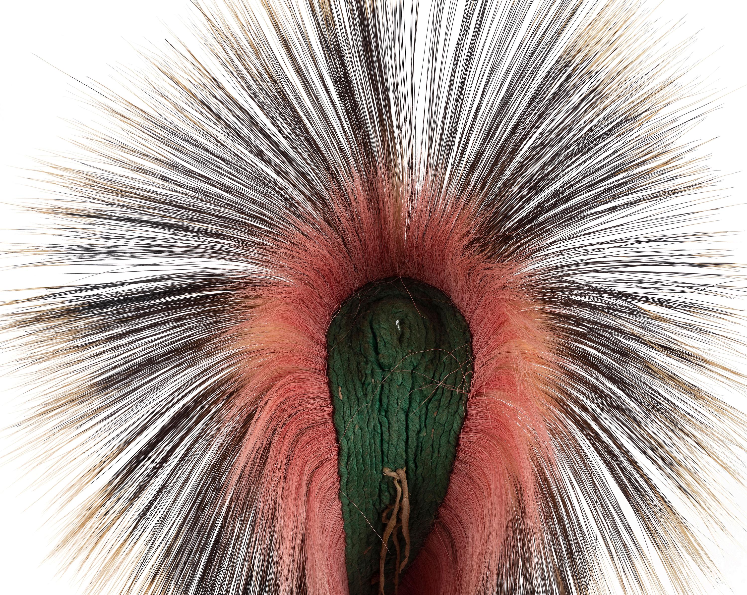 Plains Hair Roach