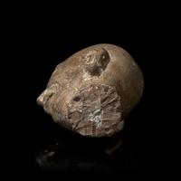 A Chinese Carved Stone Head of a Singing or Chanting Luohan, Song to Yuan Dynasty 宋-元 石雕羅漢頭像