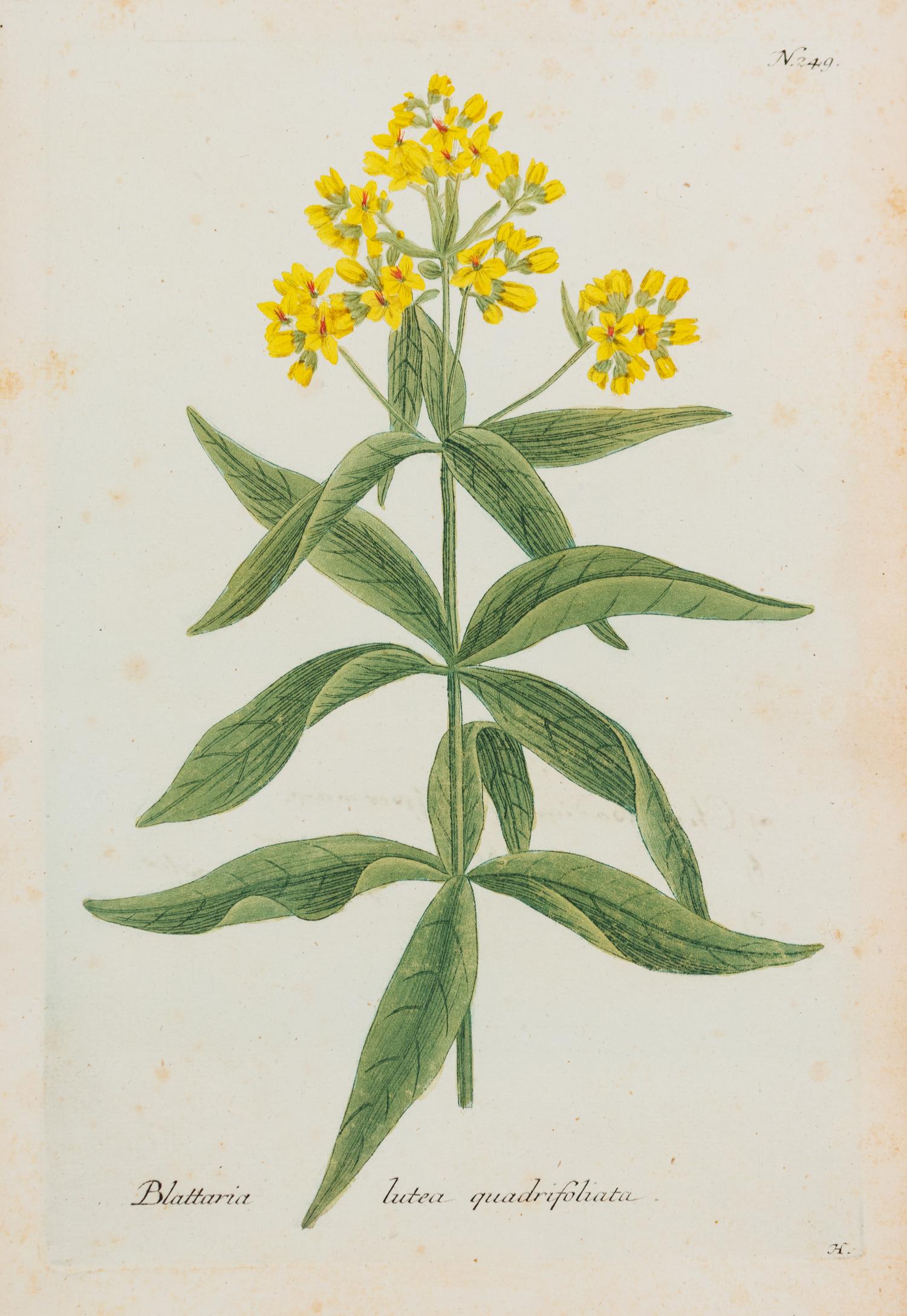 A Group of Six Hand-Colored Botanical Engravings from Johann Weinmann's Phytanthoza Iconographia — CIRCA 1740