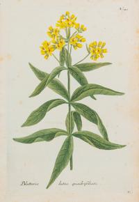 A Group of Six Hand-Colored Botanical Engravings from Johann Weinmann's Phytanthoza Iconographia — CIRCA 1740