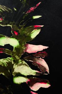 Acanthus (from Fruits & Flowers III), 1992-1994