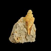 A Group of 13 Natural History Fossils