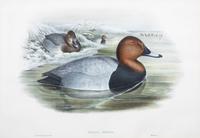 Six Framed Ornithological Color Engravings Image area 13 1/2 x 19 5/8 inches. — 19TH CENTURY
