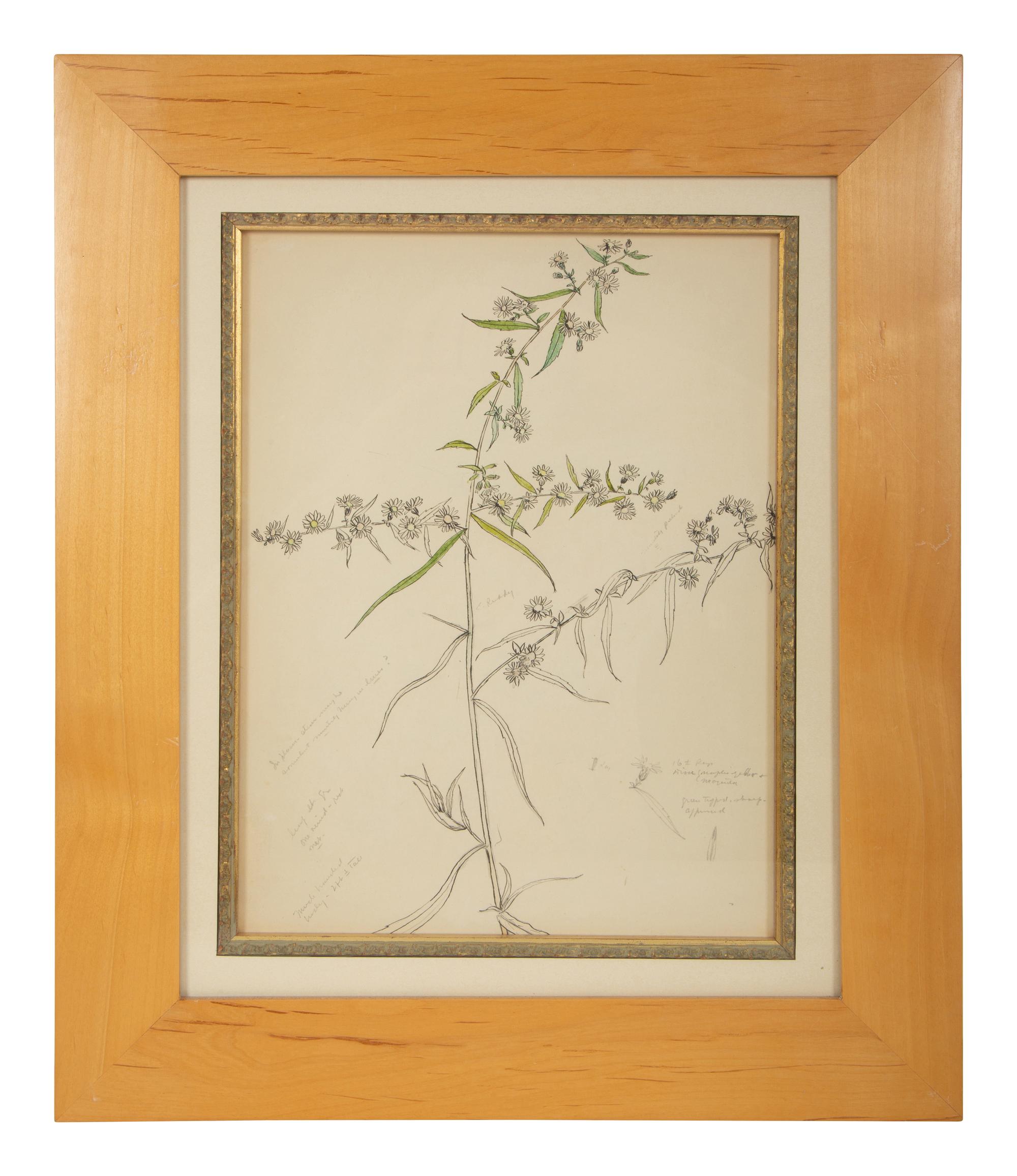 Eighteen Botanical Watercolors