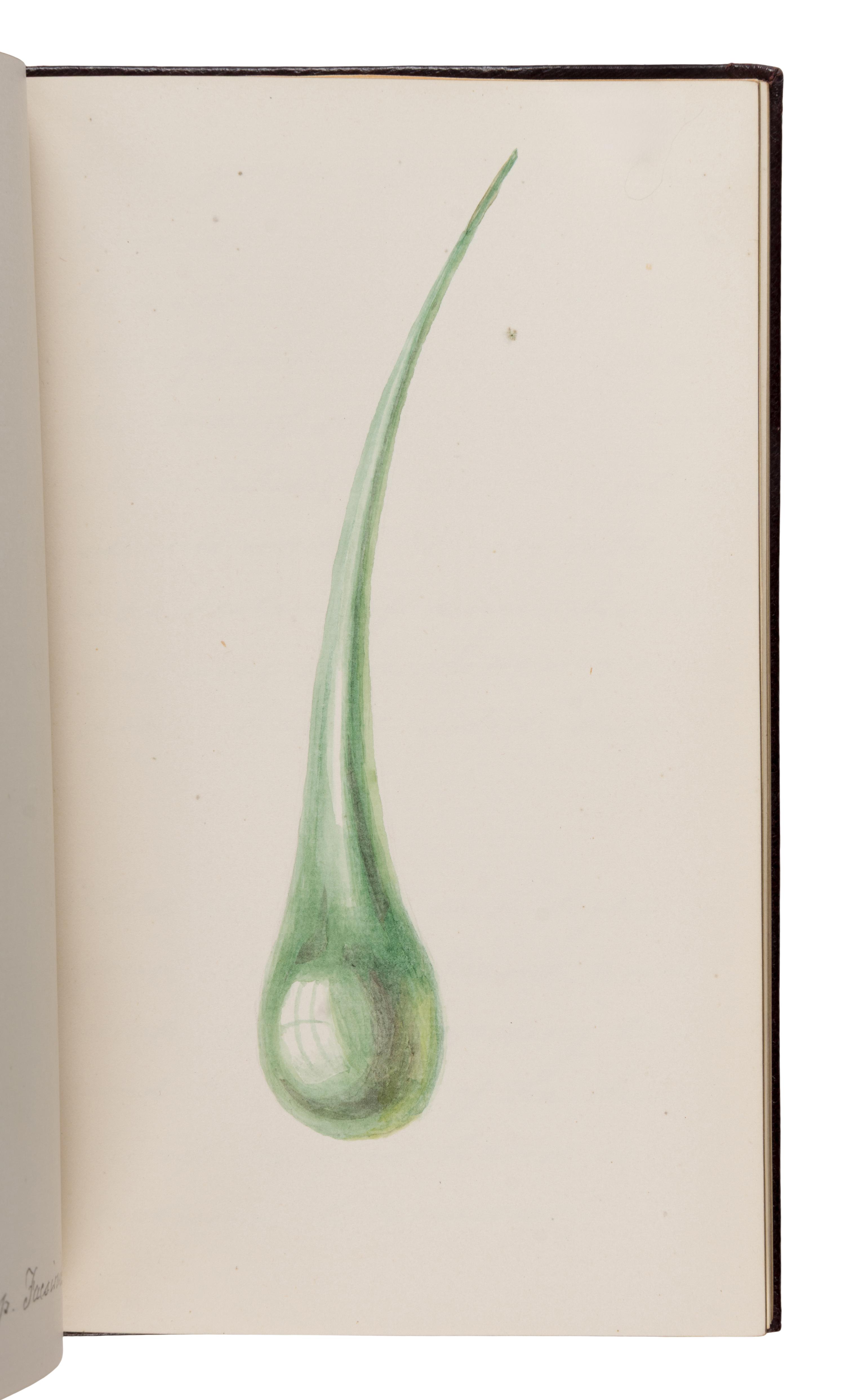 [Children’s Book]. Evans, Edith, illustrator. -- Hunter, Julia. A hitherto unpublished autograph manuscript fair copy of "Scientific Toys: Made for Amusement but Illustrating Some Important Principle." N.p., January 1884.