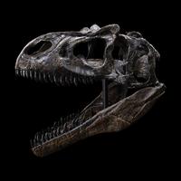 A Juvenile Allosaurus Skull ( Allosaurus fragilis)